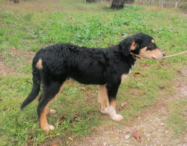 SPIKE CUCCIOLO SIMIL BORDER COLLIE CERCA CASA Foto 3